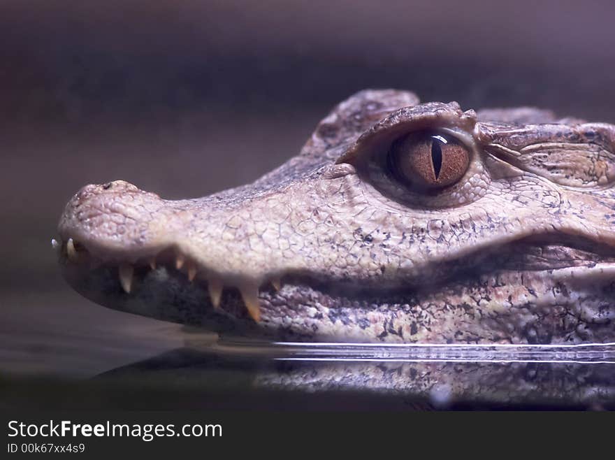 Dwarf caiman