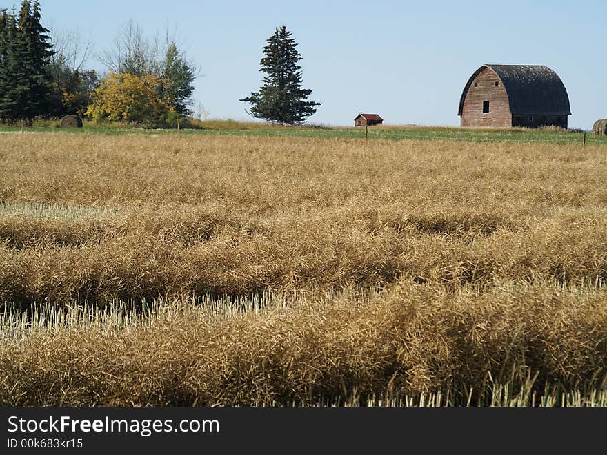 Field and Barn