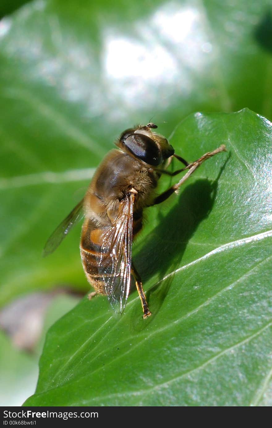 Honey Bee On Leaf