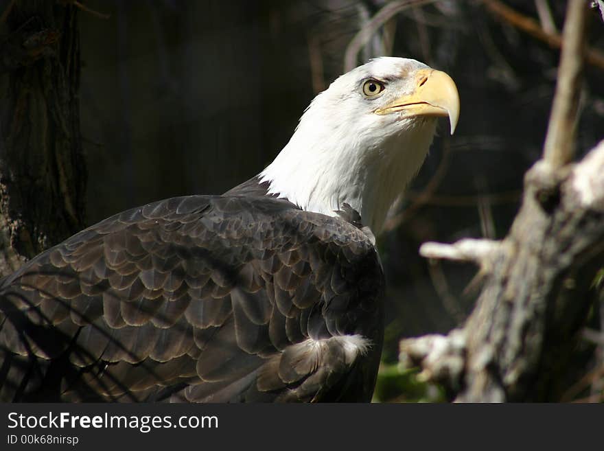 An Eagle S Stare