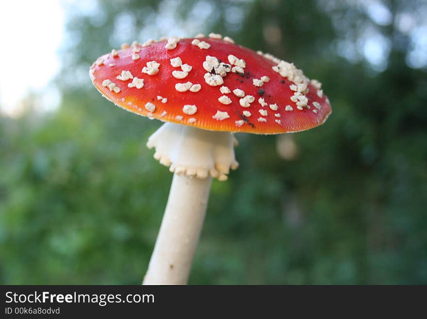 Red mushroom fly-agaric in forest. Red mushroom fly-agaric in forest