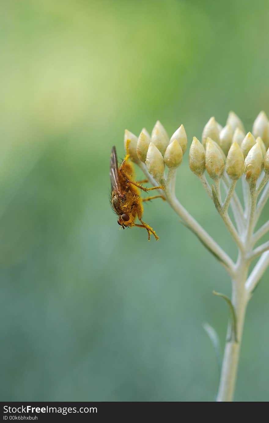 Bee sucking nectar on yellow curry plant flower. Bee sucking nectar on yellow curry plant flower