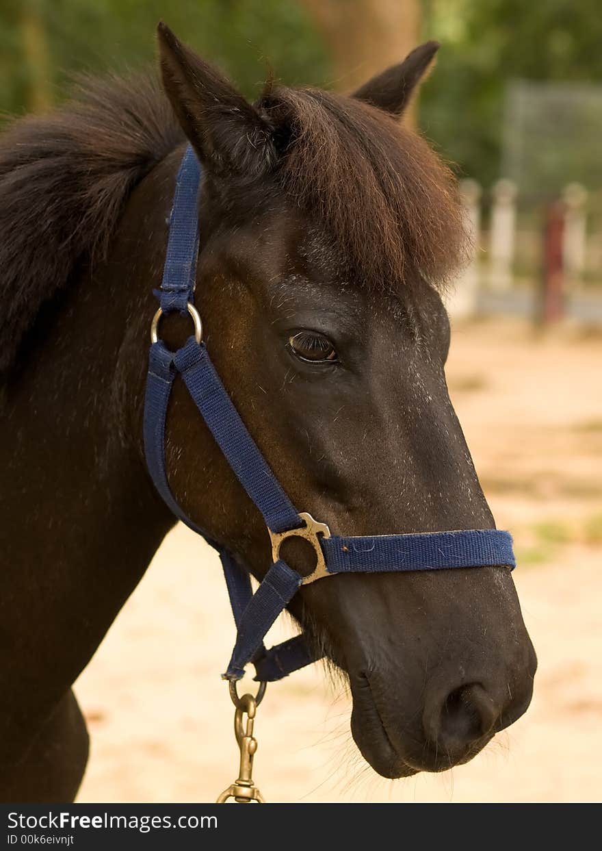 A portrait of a handsome young well-groomed male chestnut colored horse, It is tethered in a paddock awaiting riders in a riding school in a public park. There is a fly on its blue halter. A portrait of a handsome young well-groomed male chestnut colored horse, It is tethered in a paddock awaiting riders in a riding school in a public park. There is a fly on its blue halter.