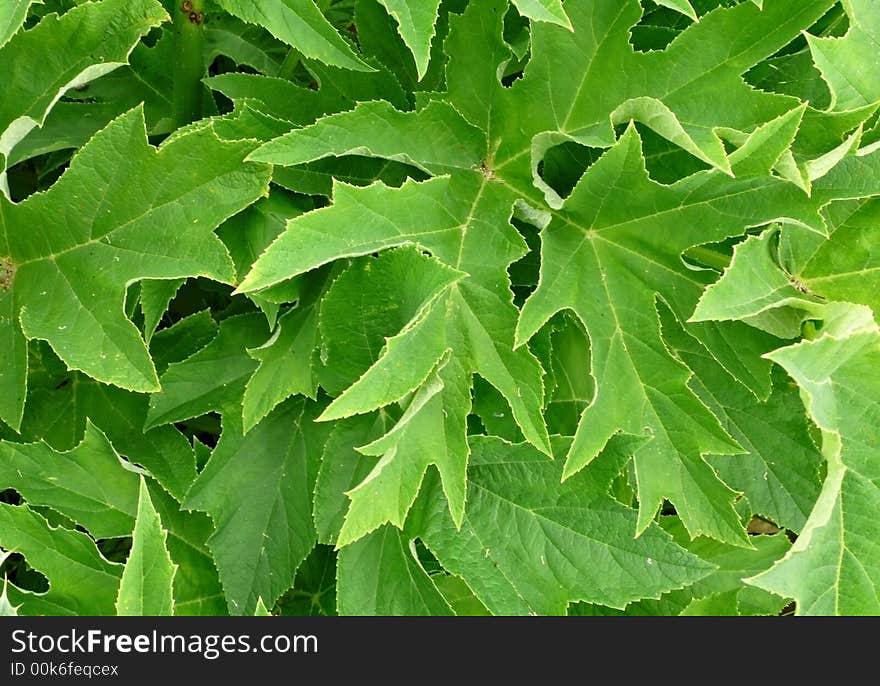 Green leaves Lines of green leaves