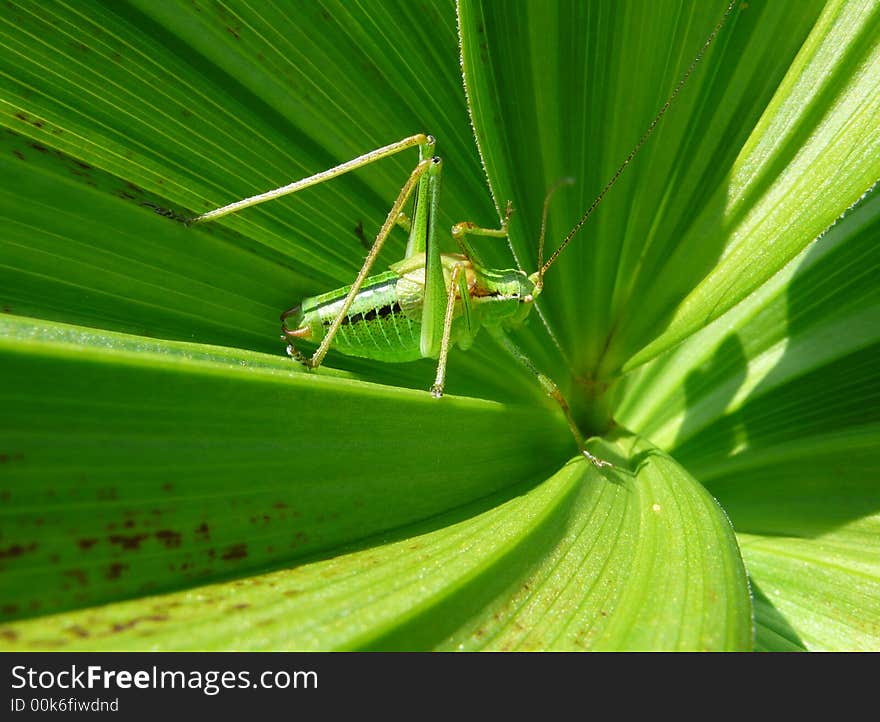 Green leaves with locust