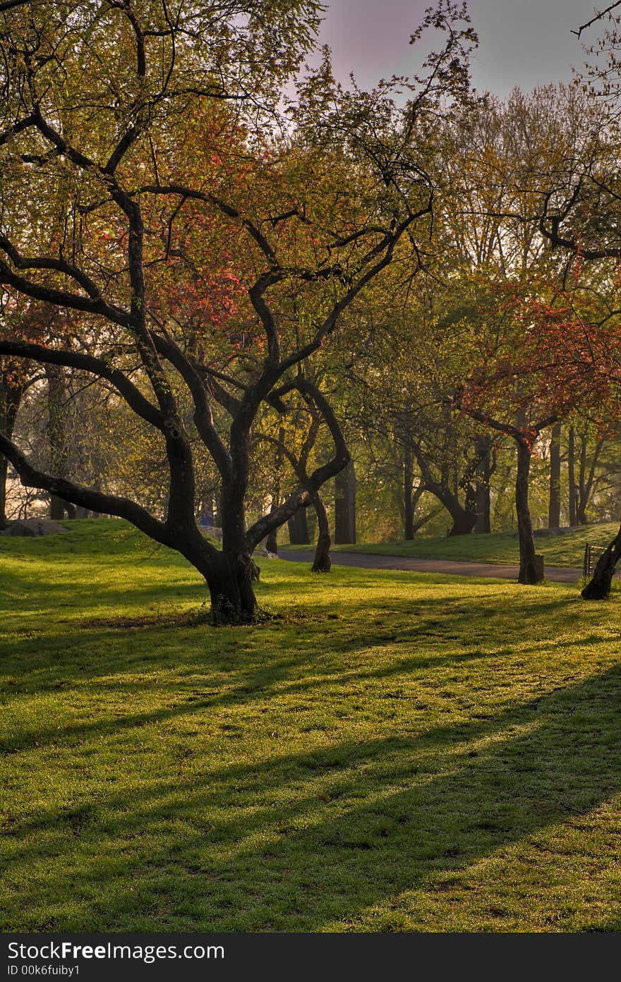 Spring in Central Park