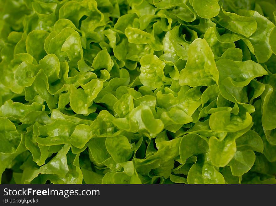 Butter lettuce salad