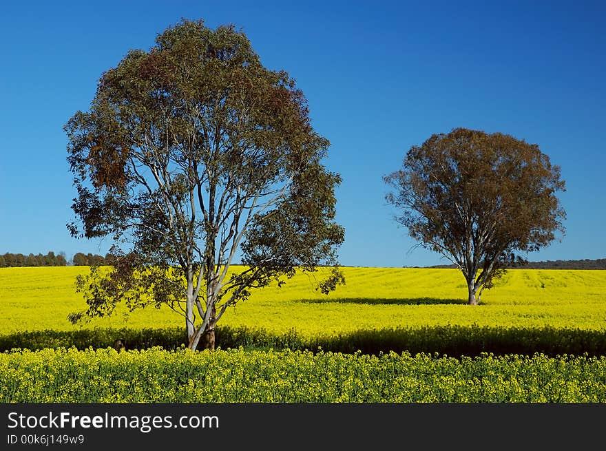 Trees on Canola Field