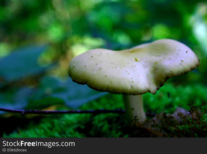 Mushroom in forest,summer after rain