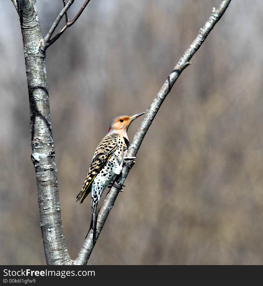 Northern Flicker (2)