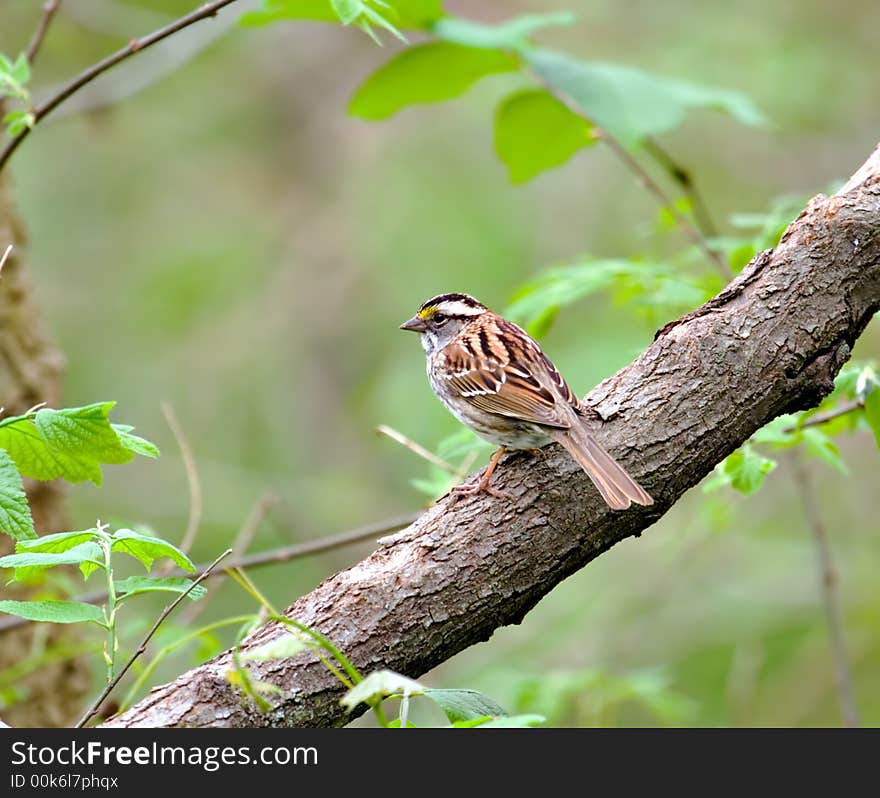 White-throated sparrow