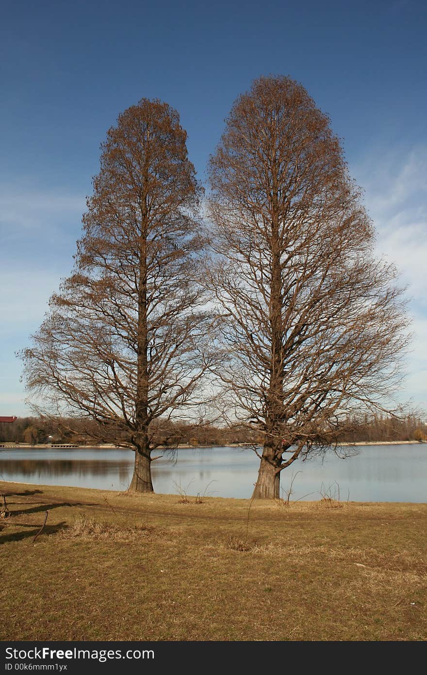 Two trees