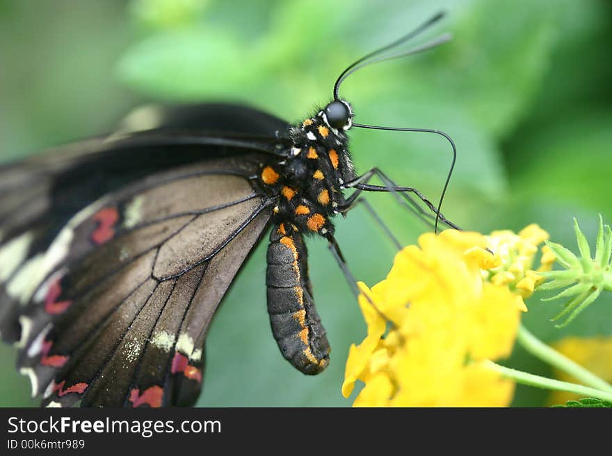 Butterfly Landing on Plant