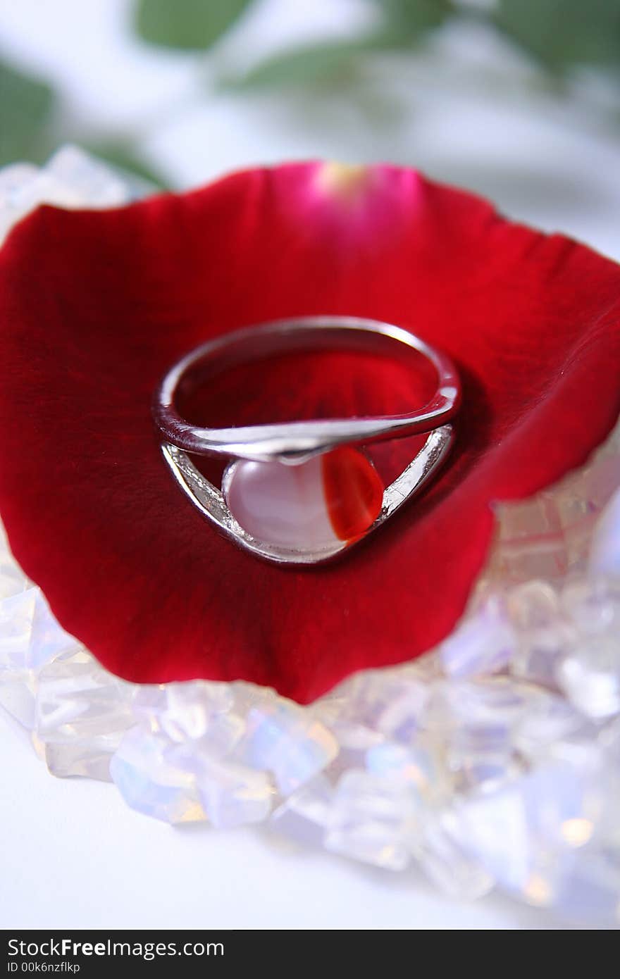 A white and red ring on a red rose petal. A white and red ring on a red rose petal