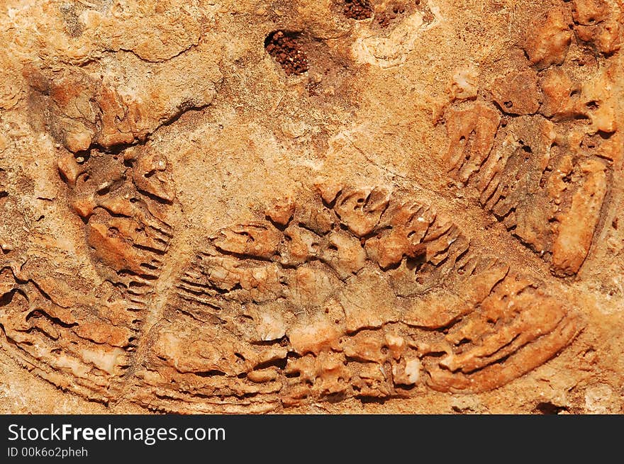 Lebanon fossils