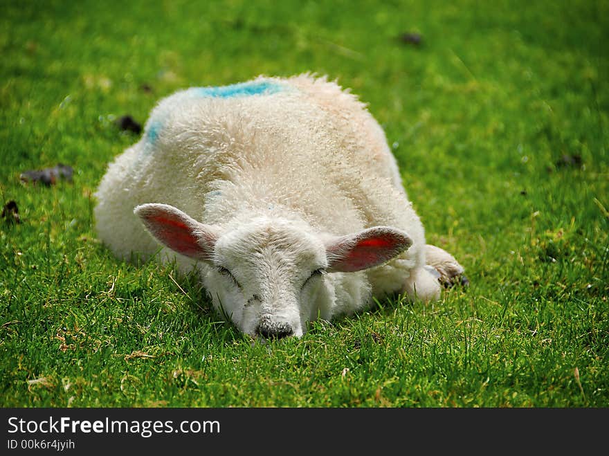 Lamb Resting