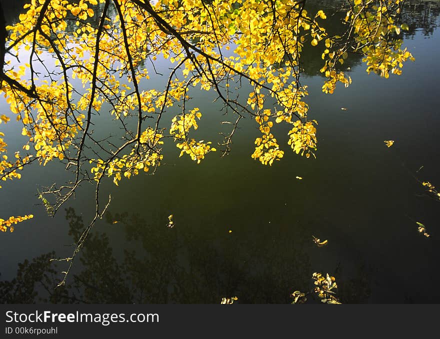 Yellow leaves on a background of water. Yellow leaves on a background of water