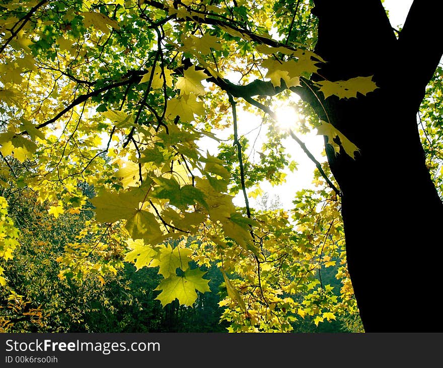 Autumn trees on the sunlight. Autumn trees on the sunlight