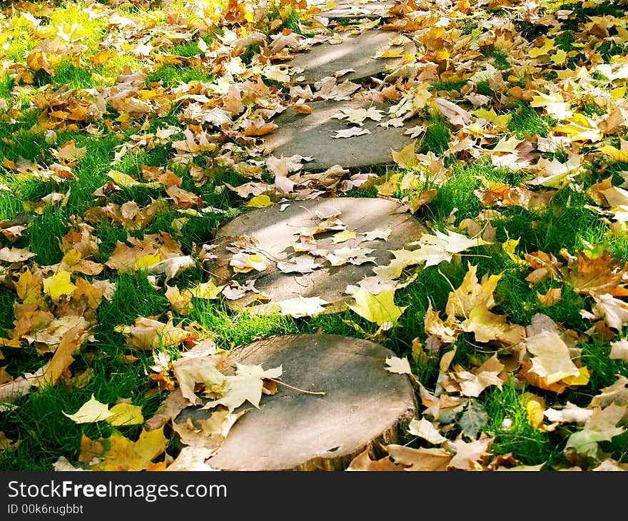 Leaves on the grass