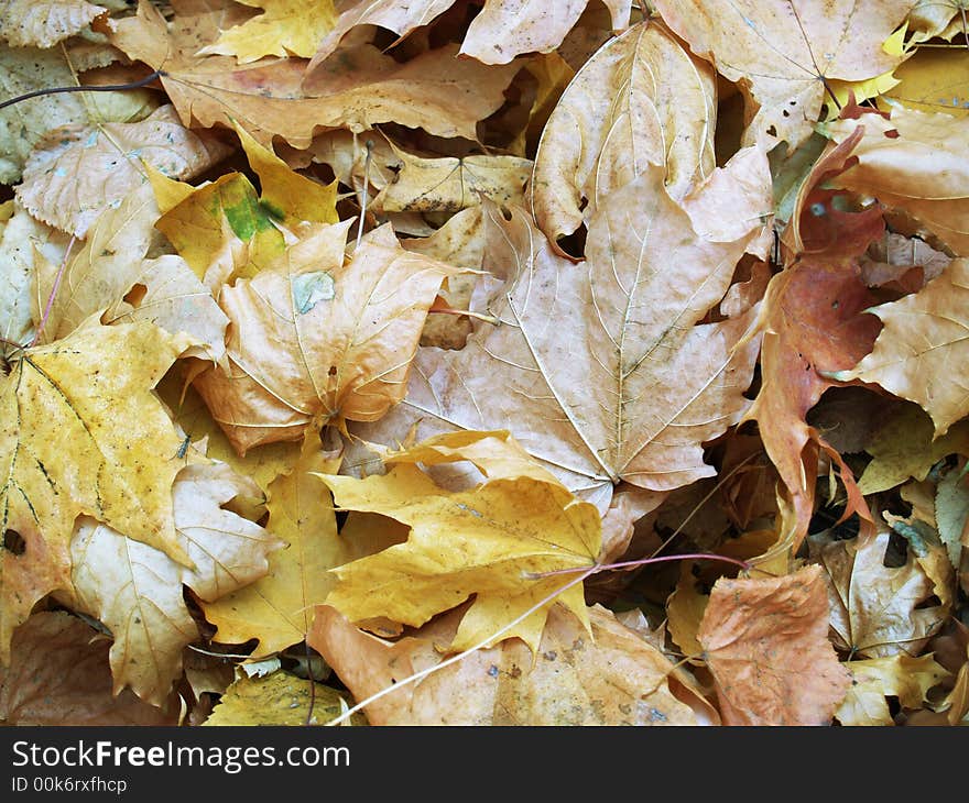 Maple autumn leaves on the ground