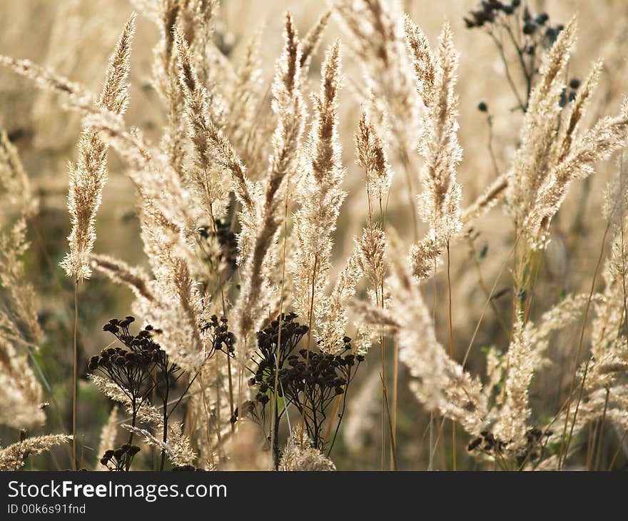 Thin light stem of grass on sun field background