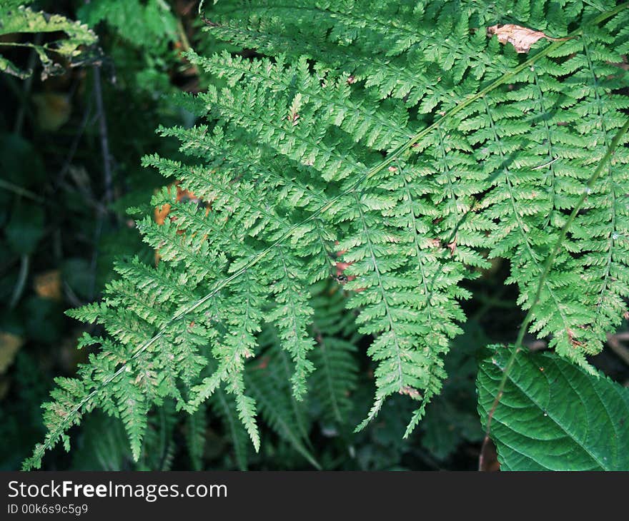 Green fern leaf in the forest