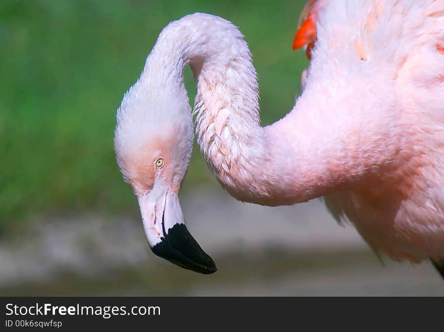 Chilean flamingo