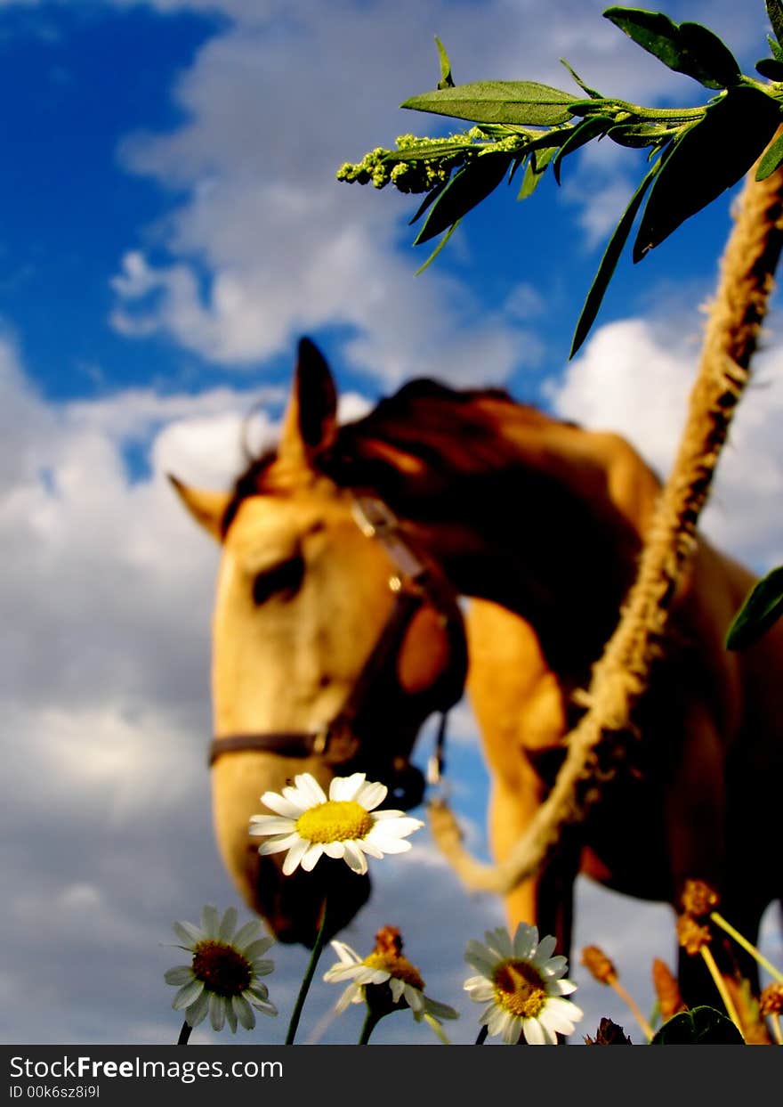 Macro shot of a daisy with a buckskin horse grazing in the background. Macro shot of a daisy with a buckskin horse grazing in the background