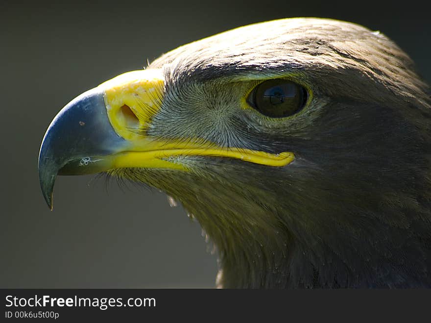 Golden Eagle Portrait  in profile Closeup. Golden Eagle Portrait  in profile Closeup