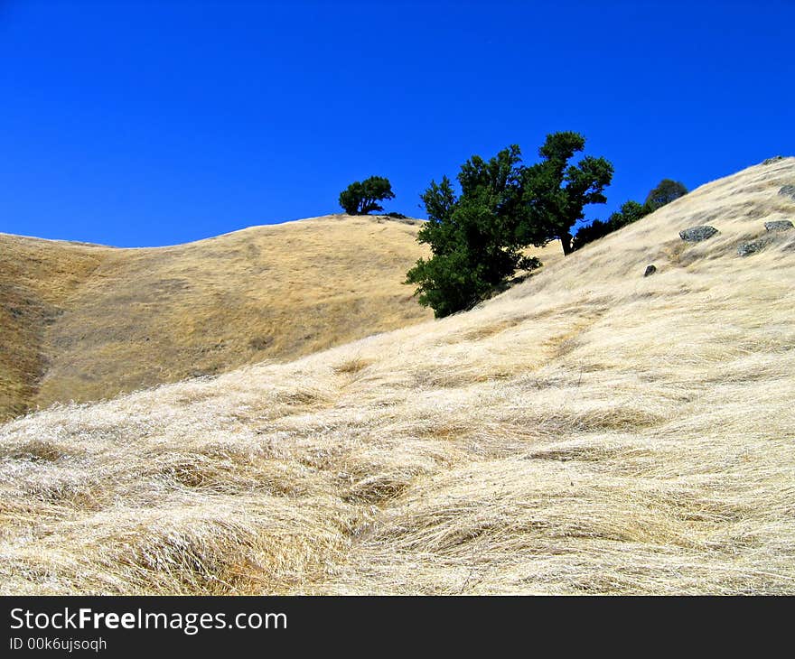 Mt. Tamalpais grass fields