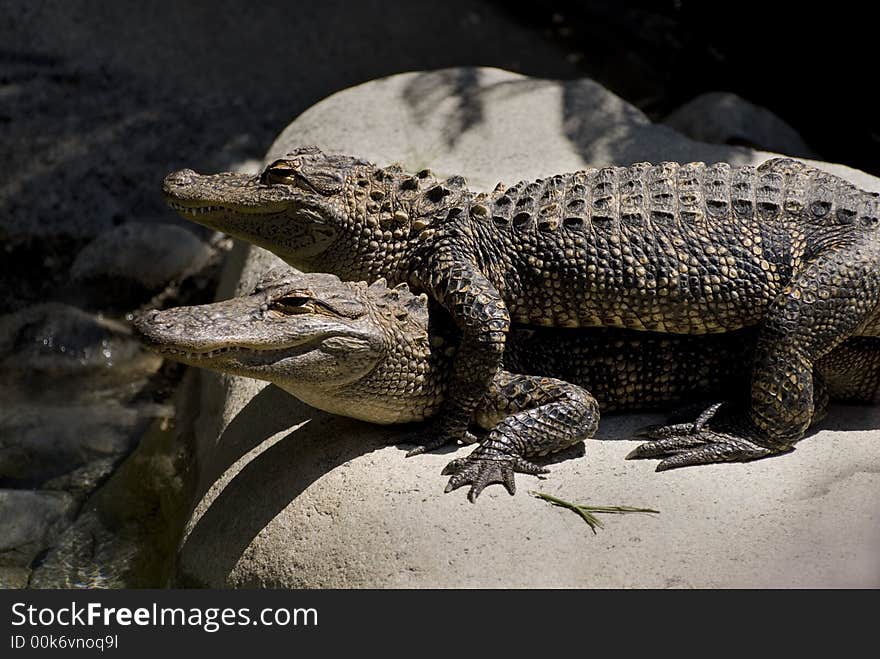 American Alligators huddle together to stay warm.