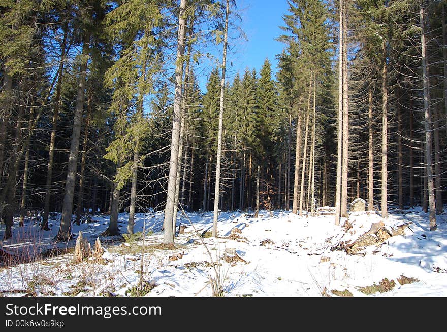 Forest in the North of Slovakia after a storm. Forest in the North of Slovakia after a storm