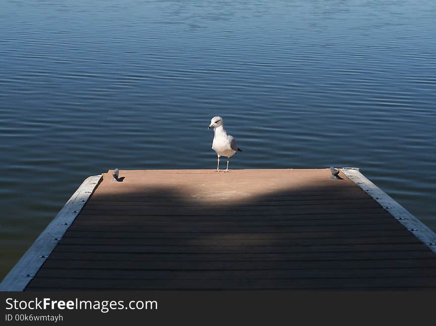 Seagull on pier