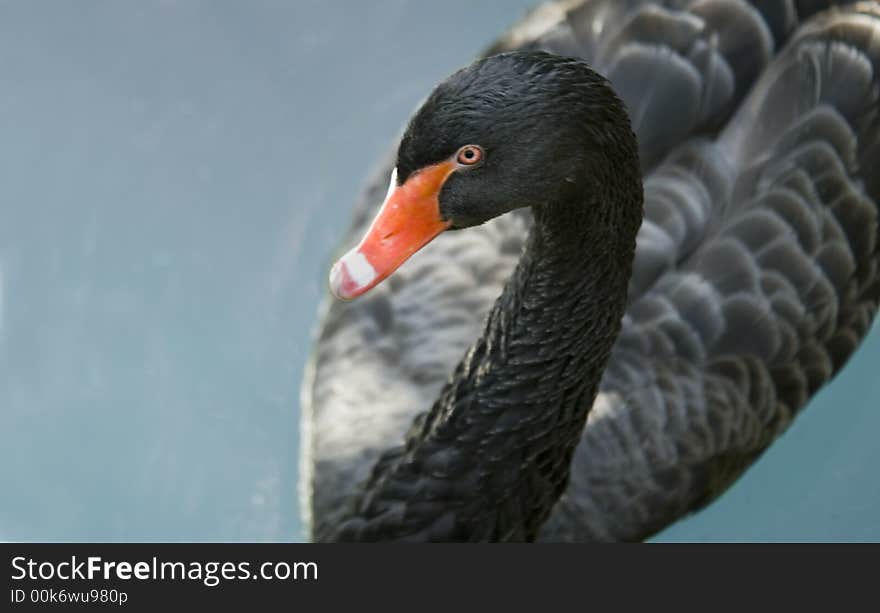 Black Swan