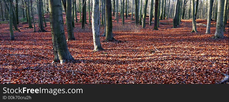 A panoshot of a forest in autumn. A panoshot of a forest in autumn