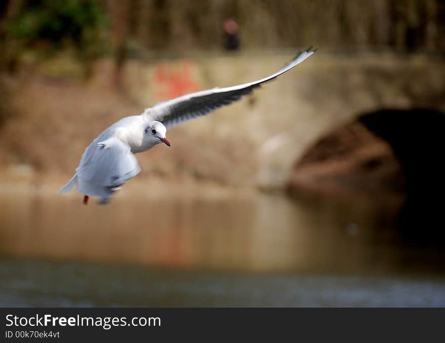 White seagull in the air. White seagull in the air