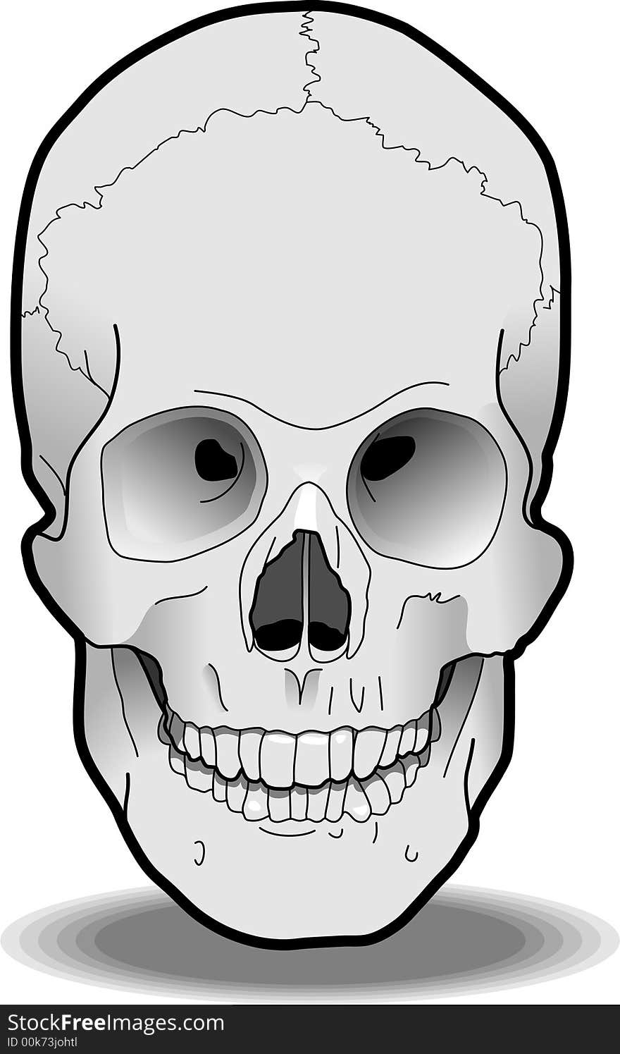 Human Skull