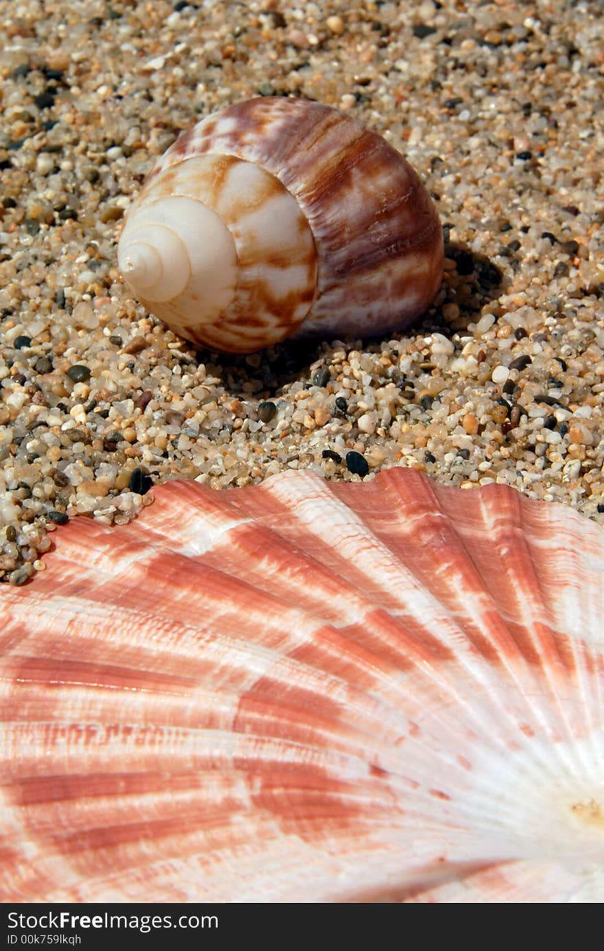 Prespective of Lion's Paw and Periwinkle Seashell on Sand in Sunshine. Prespective of Lion's Paw and Periwinkle Seashell on Sand in Sunshine