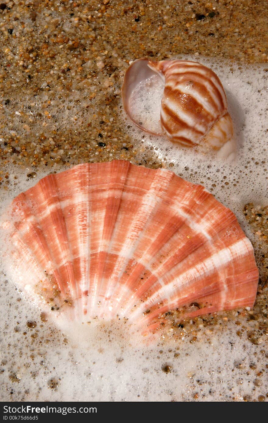 Periwinkle and Lion's Paw Seashells in Sand and Water. Periwinkle and Lion's Paw Seashells in Sand and Water