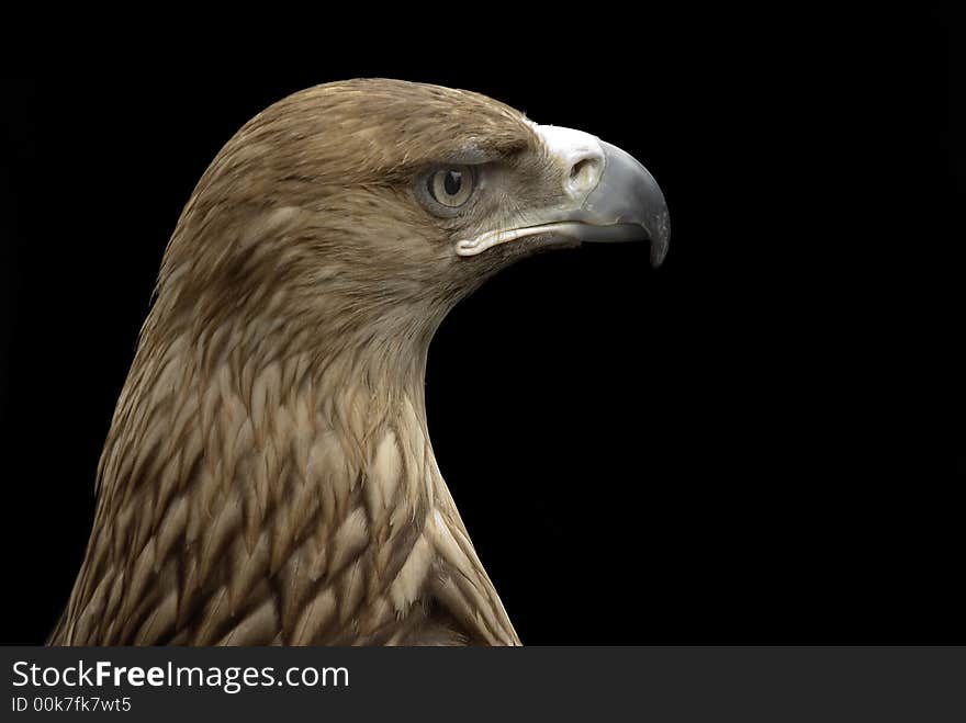 Eagle