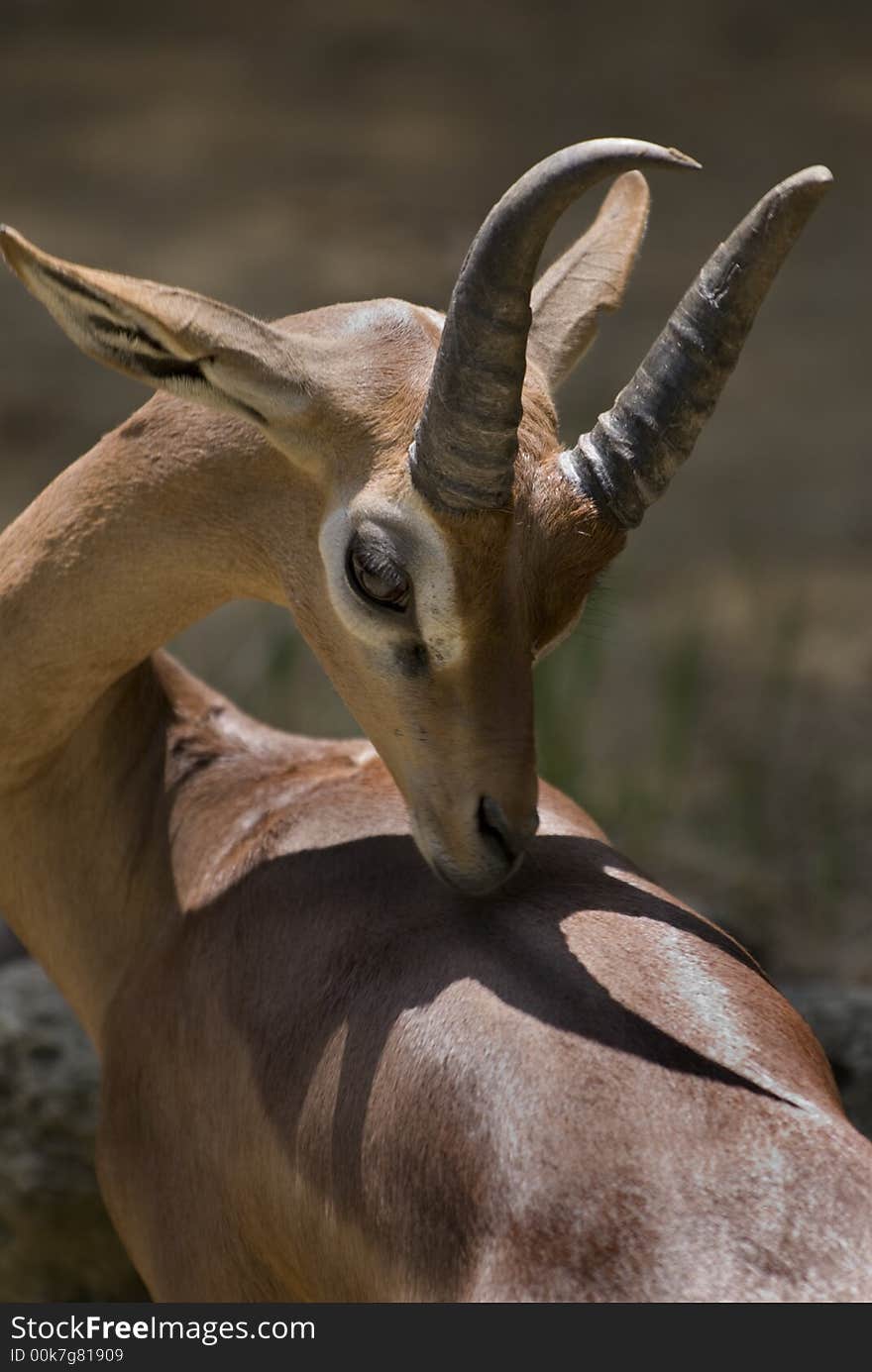 Male Gerenuk