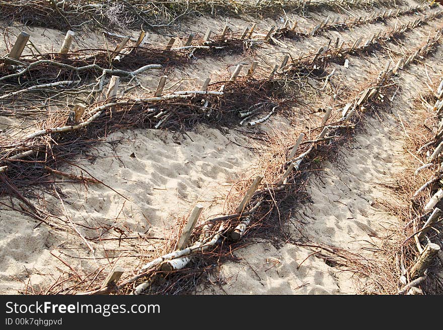 Wattled sand holding fences on the beach