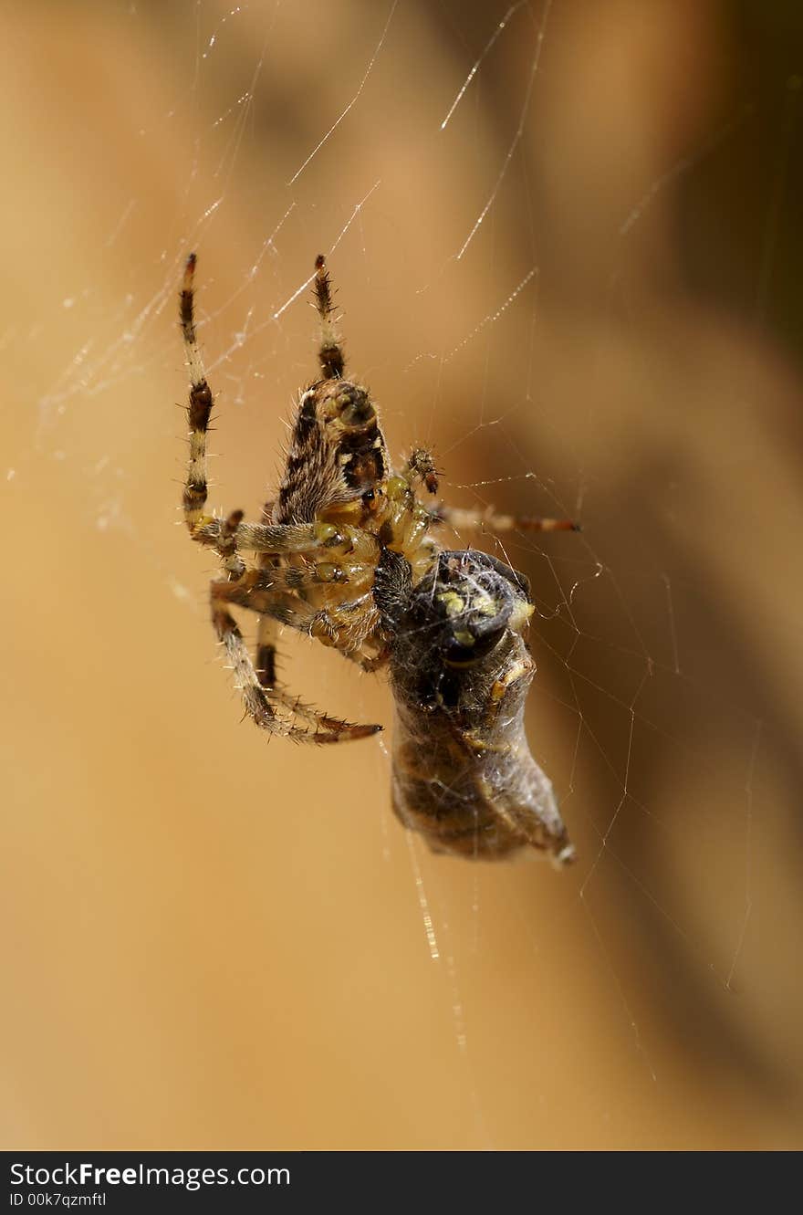 A prey captured by spider. A prey captured by spider.