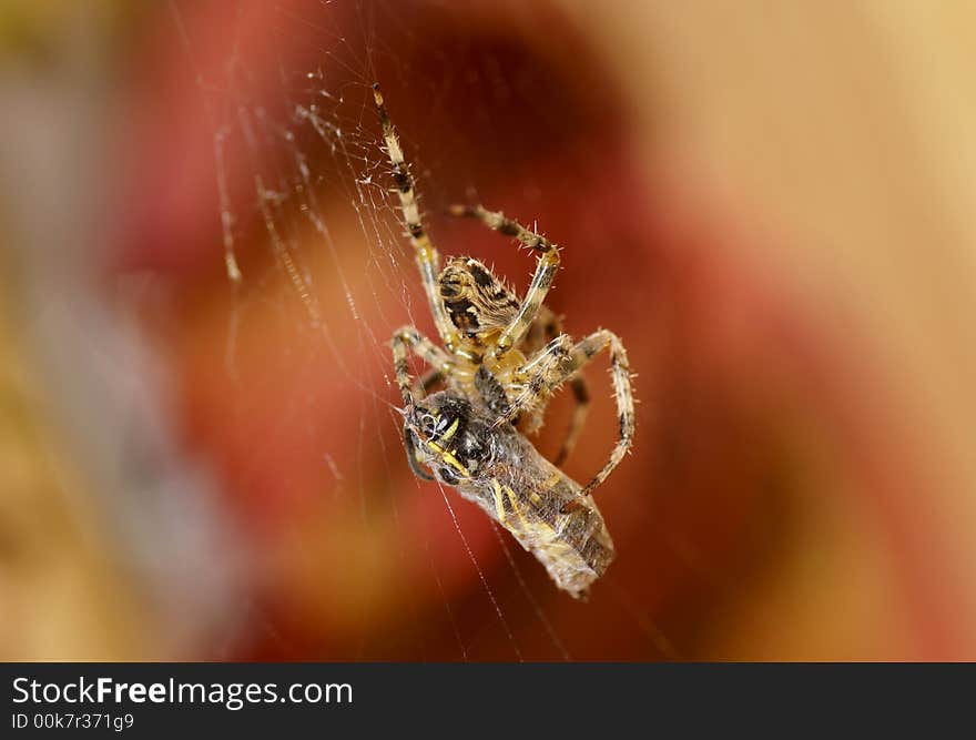 Wasp captured by a spider. Wasp captured by a spider.