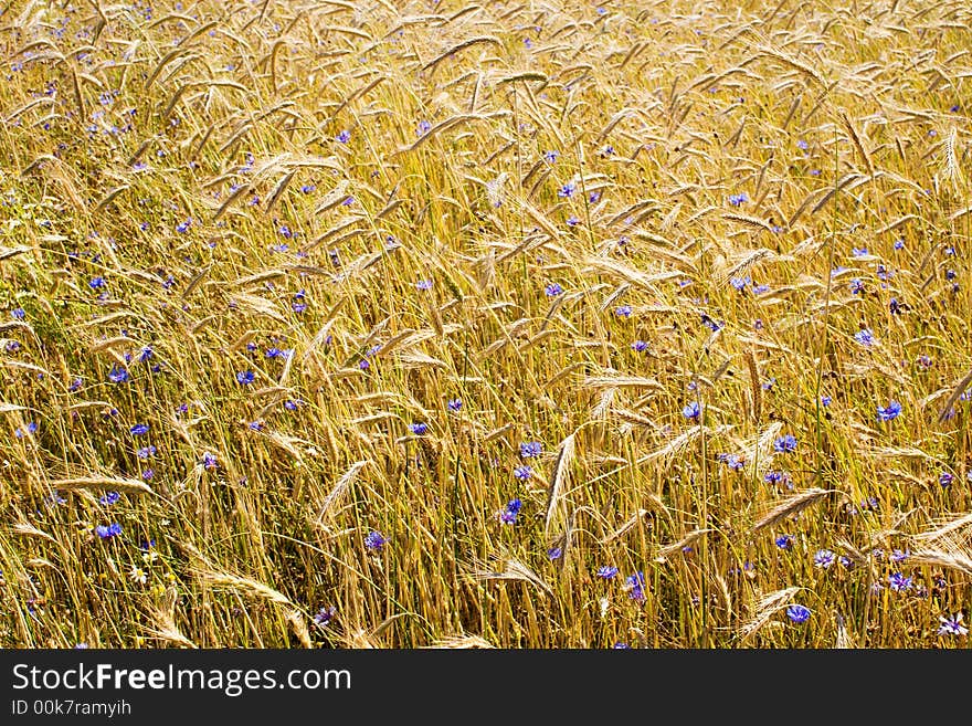 Corn field texture