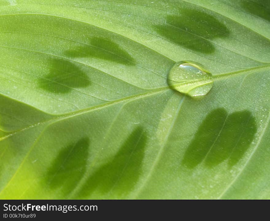 Waterdrop on leaf