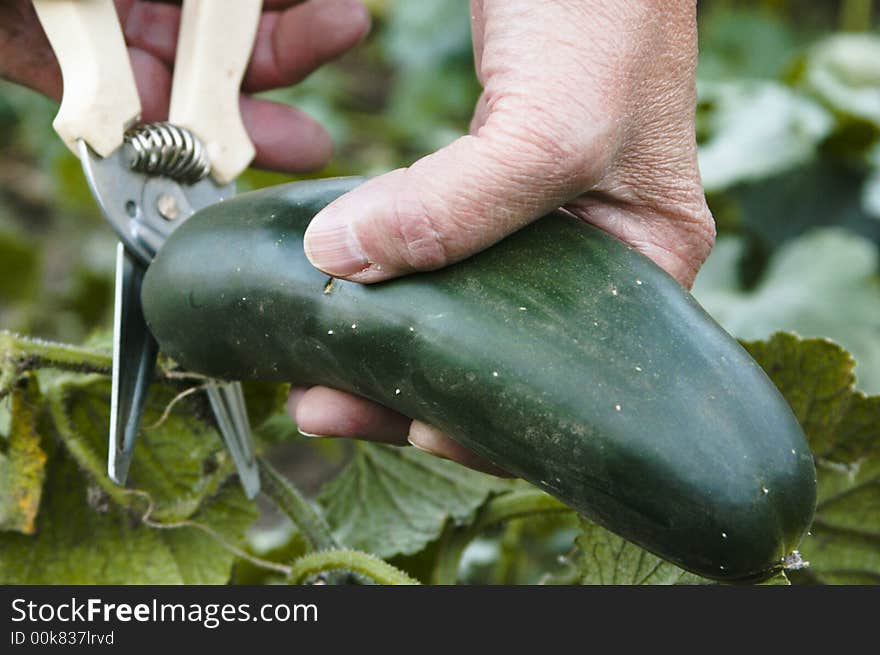 Woman Cutting A Cucumber