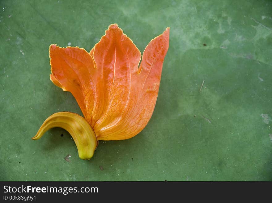 Orange tropical flower over green background. Orange tropical flower over green background