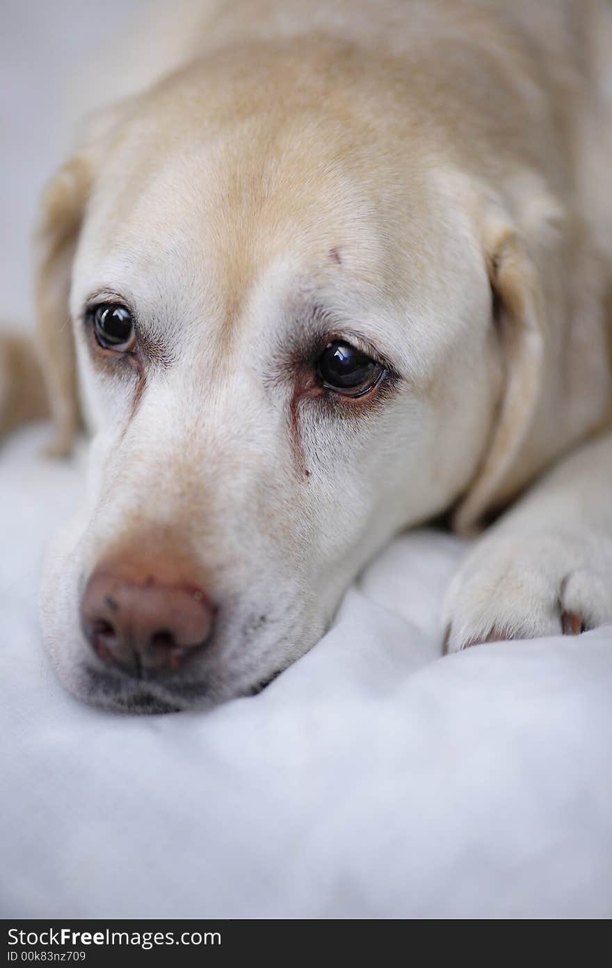 White lab lying on white carpet looking sad. White lab lying on white carpet looking sad