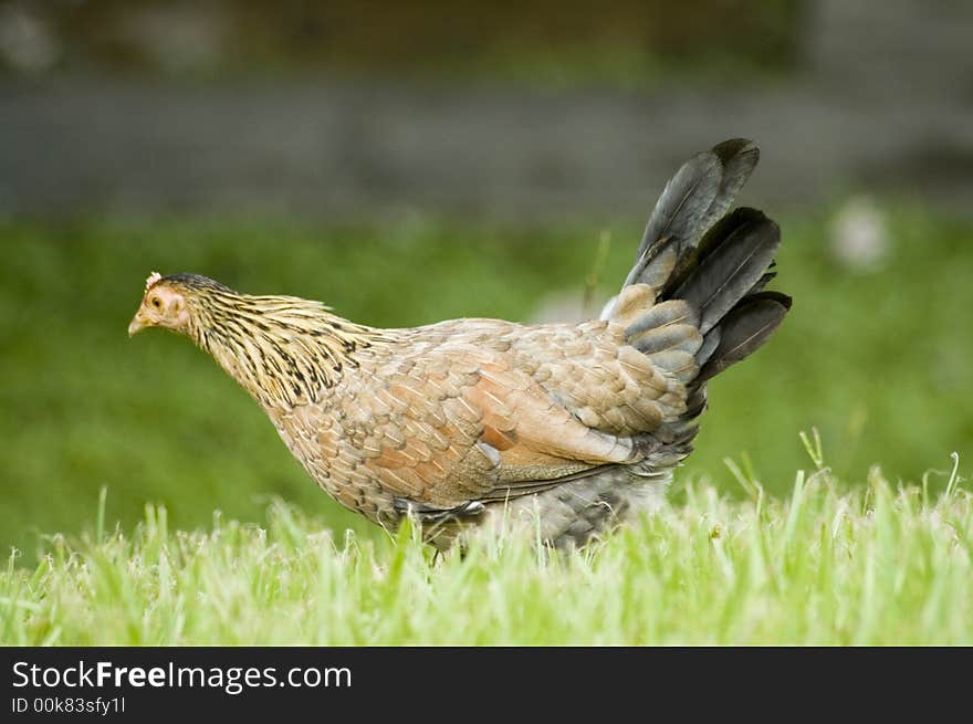 Hen on the grass